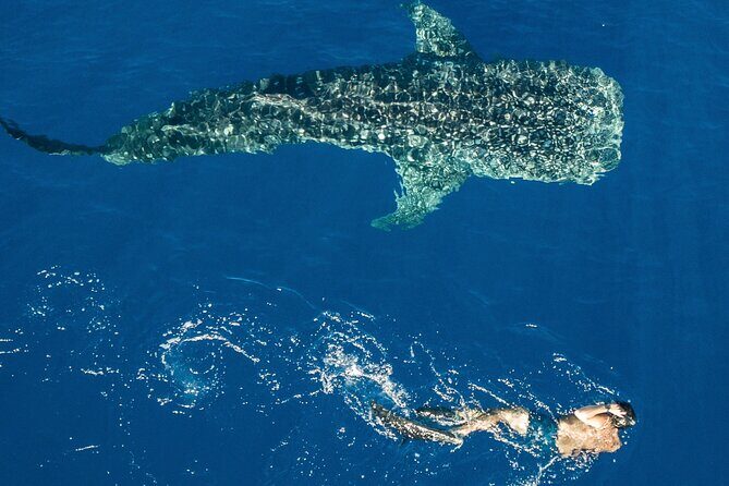 Cebu: Oslob Whale Shark Encounter & Sumilon Island Day Tour - Practical Details and Value