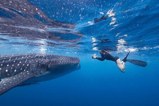 Cebu: Oslob Whale Shark Encounter & Sumilon Island Day Tour - FAQ