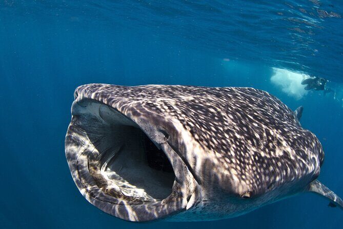 Cebu: Oslob Whale Shark Encounter & Sumilon Island Day Tour - What Does the Tour Offer in Terms of Value?