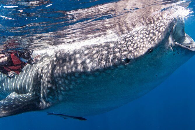 Cebu: Oslob Whale Shark Encounter & Sumilon Island Day Tour - Who Should Consider This Tour?