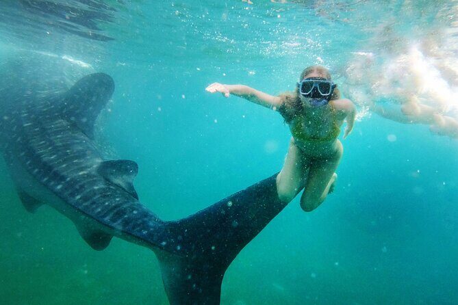 Cebu: Oslob Whale Shark Encounter & Sumilon Island Day Tour - FAQ