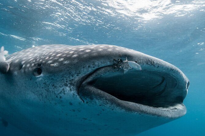 Cebu: Oslob Whale Shark Encounter & Sumilon Island Day Tour - Final Thoughts