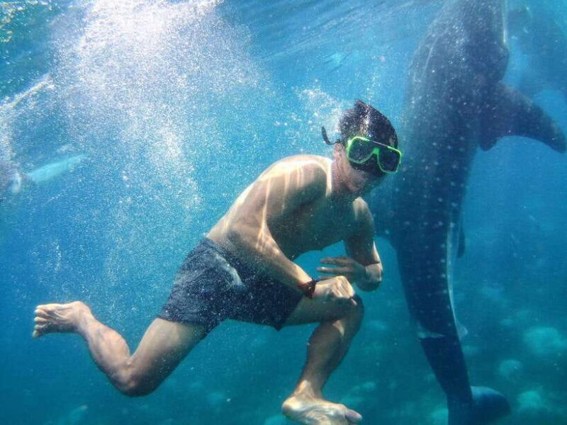 Cebu: Oslob Whale Shark Encounter & SUMILON with Transfers - Cebu: Oslob Whale Shark Encounter & SUMILON with Transfers — A Detailed Review