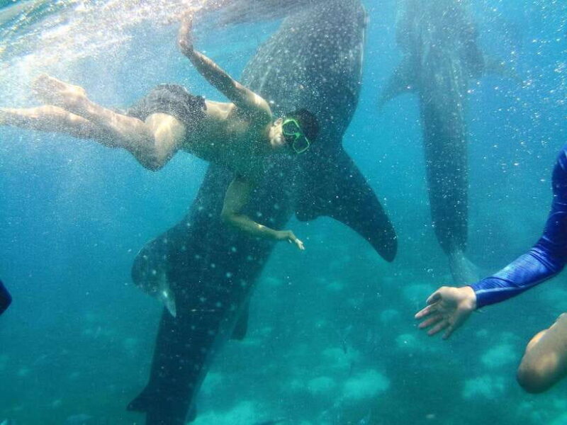 Cebu: Oslob Whale Shark Encounter & SUMILON with Transfers - Good To Know
