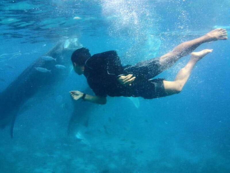 Cebu: Oslob Whale Shark Encounter & SUMILON with Transfers - The Whale Shark Encounter: Up Close and Personal