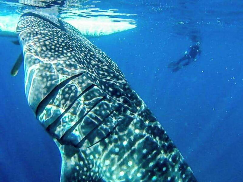 Cebu: Oslob Whale Shark Encounter & SUMILON with Transfers - Midday Break and Brunch