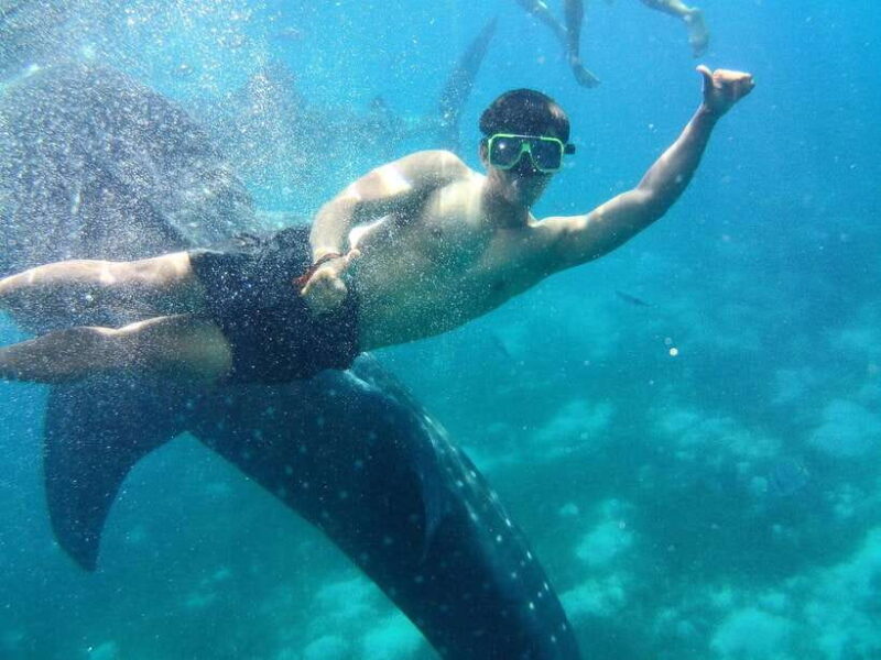 Cebu: Oslob Whale Shark Encounter & SUMILON with Transfers - Return to Cebu City