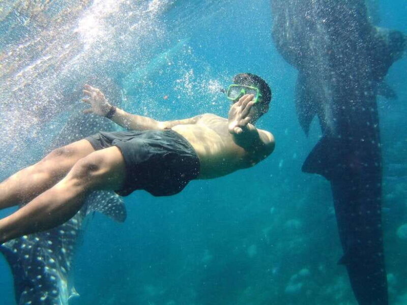 Cebu: Oslob Whale Shark Encounter & SUMILON with Transfers - The Practical Aspects: What’s Included and What’s Not