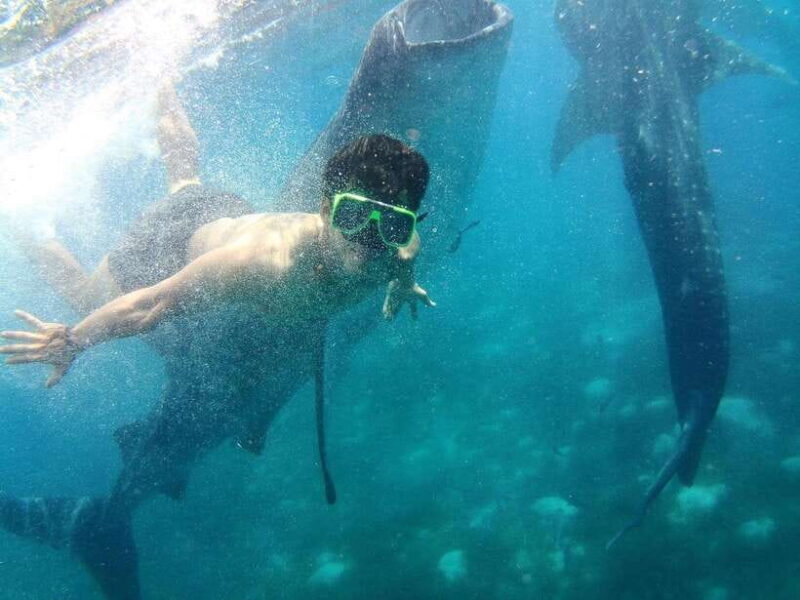 Cebu: Oslob Whale Shark Encounter & SUMILON with Transfers - FAQs