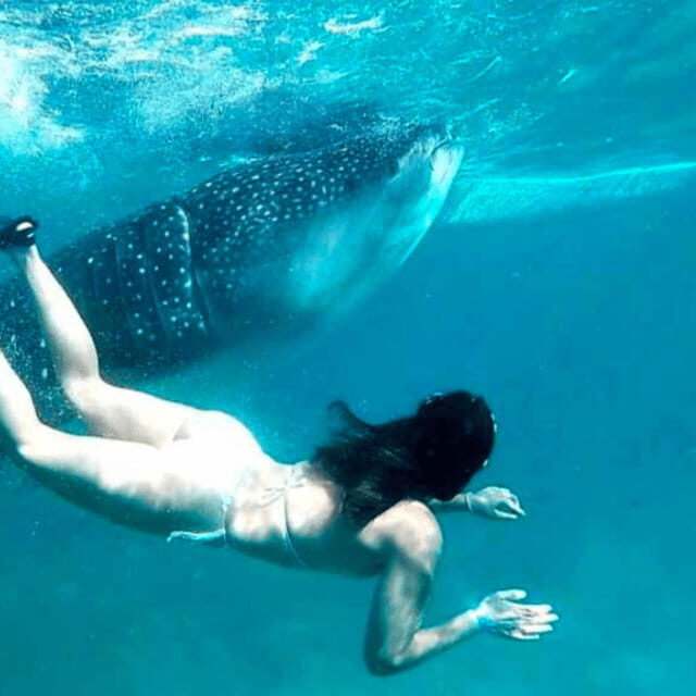 Cebu: Oslob Whale Shark, Sumilon, Ruins, Simala Church - Good To Know