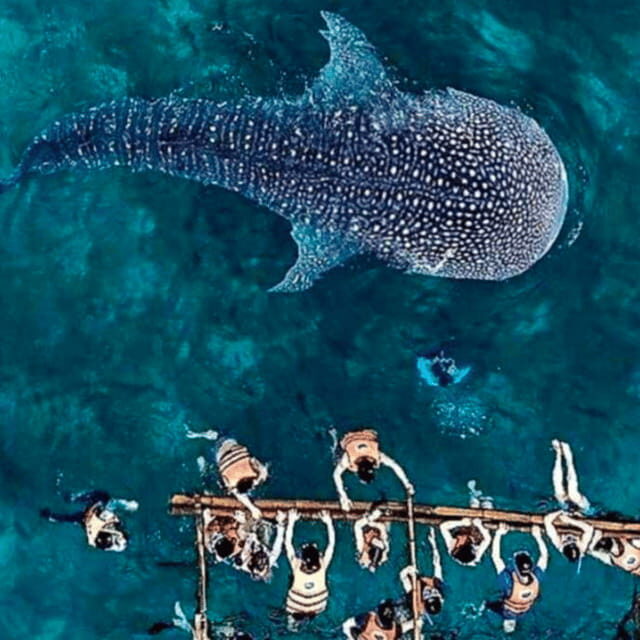 Cebu: Oslob Whale Shark, Sumilon, Ruins, Simala Church - Analyzing the Tour: What You Can Expect