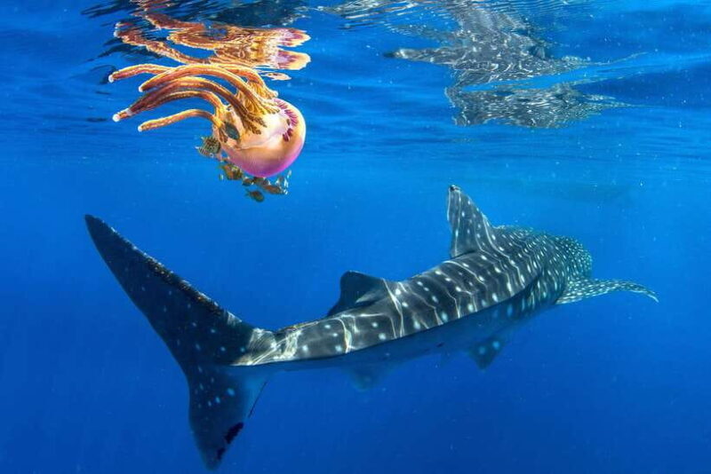 Cebu: Oslob Whale Shark Swim and Sumilon Island Day Tour - Good To Know