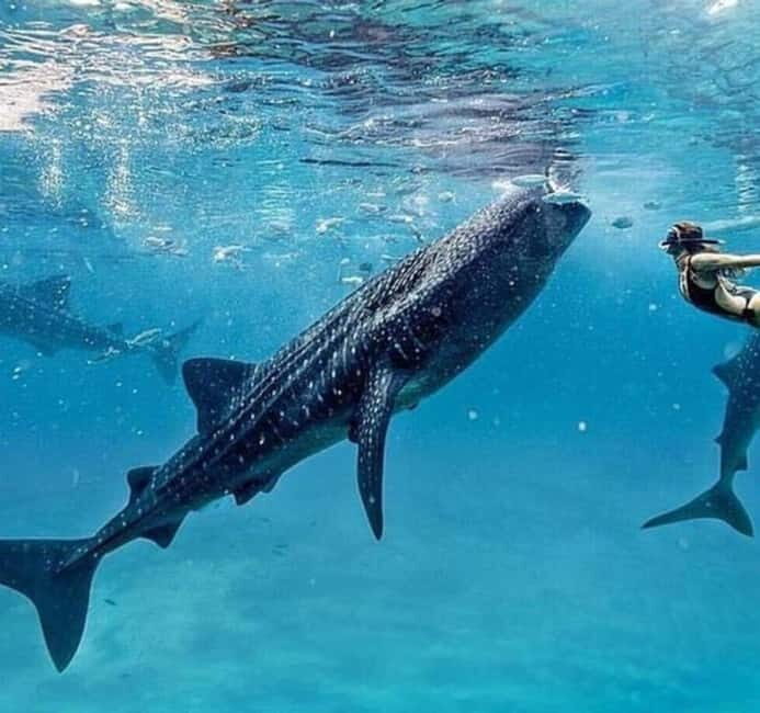 Cebu: Oslob Whale Shark Swim and Sumilon Island Day Tour - Authentic Perspectives from Reviews