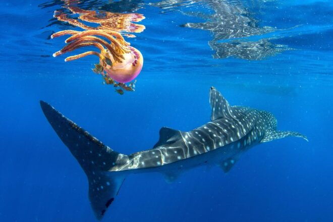 Cebu: Oslob Whale Shark Swim and Sumilon Island Day Tour - Customer Feedback
