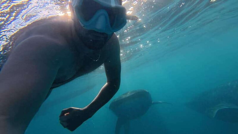 Cebu Oslob Whale Shark Swimming & Kawasan Falls Canyoneering - The Itinerary Breakdown