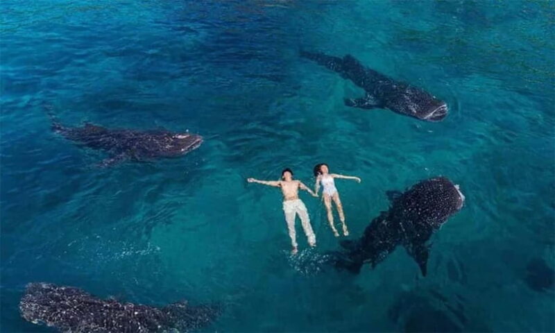 Cebu: Oslob Whale Shark, Tumalog Falls, and Osmeña Peak Tour - Who Should Consider This Tour?