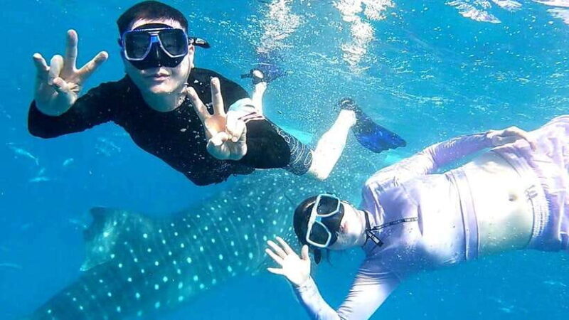 Cebu: Oslob Whale Shark Watching and Inambakan Waterfalls - An In-Depth Look at the Experience