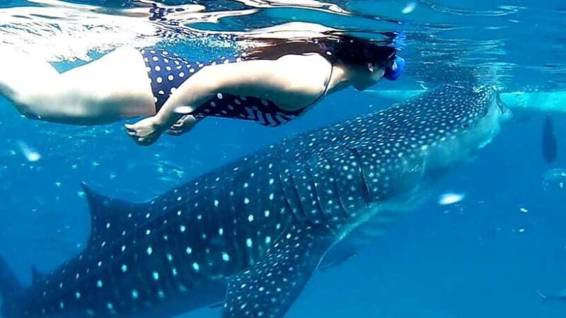Cebu: Oslob Whale Shark Watching and Inambakan Waterfalls - FAQ