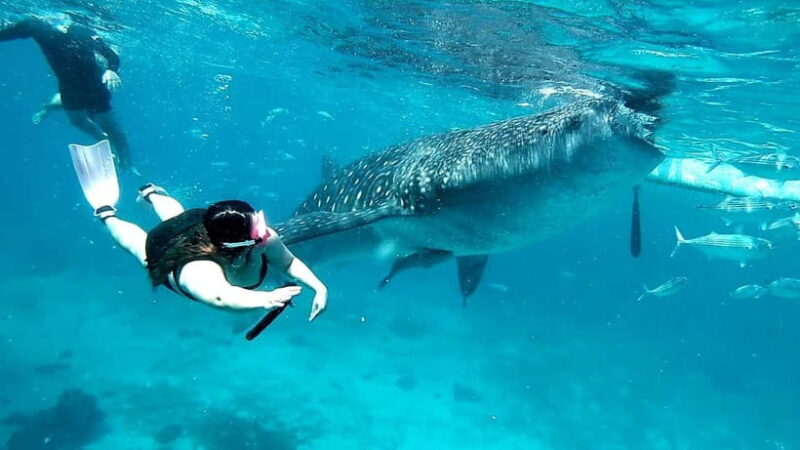 Cebu Oslob: Whale Shark Watching Experience - The Sum Up