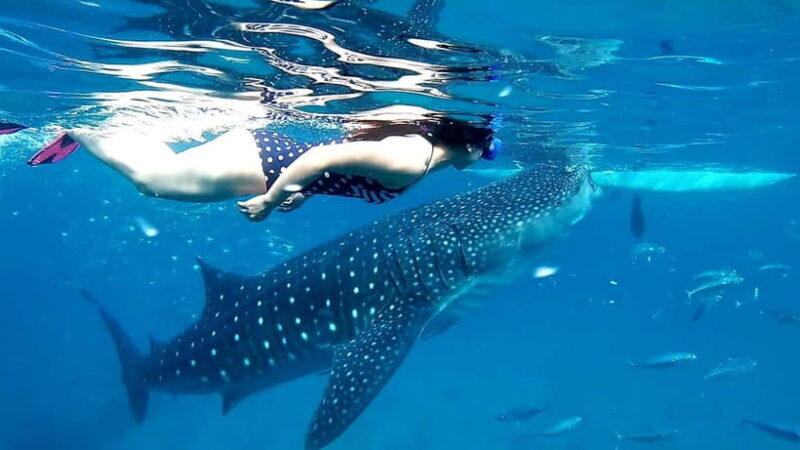 Cebu Oslob: Whale Shark Watching Experience - The Itinerary Breakdown: What You Can Expect