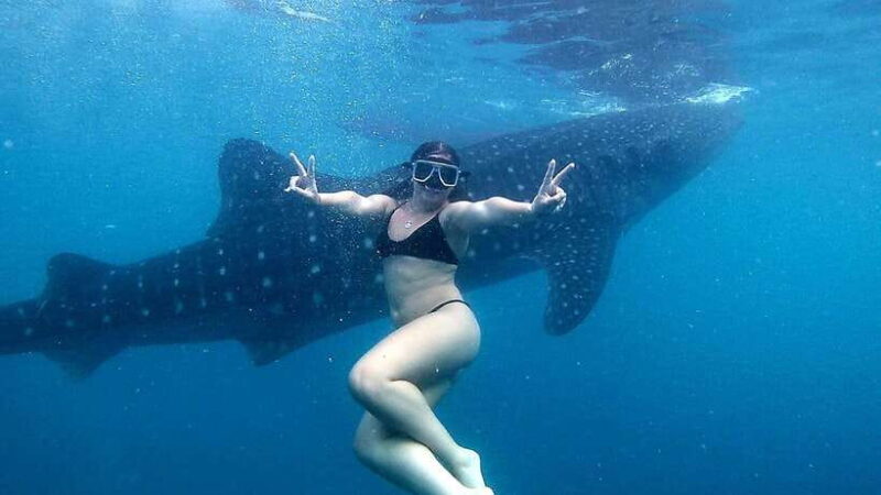 Cebu: Oslob Whale Shark Watching Tour with Hotel Transfer - Good To Know