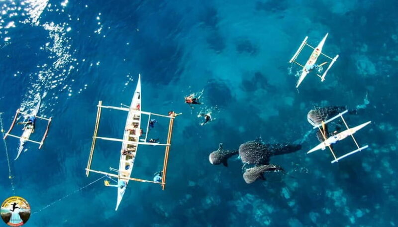Cebu: Oslob Whale Sharks & Kawasan Canyoneering Group Tour - FAQ
