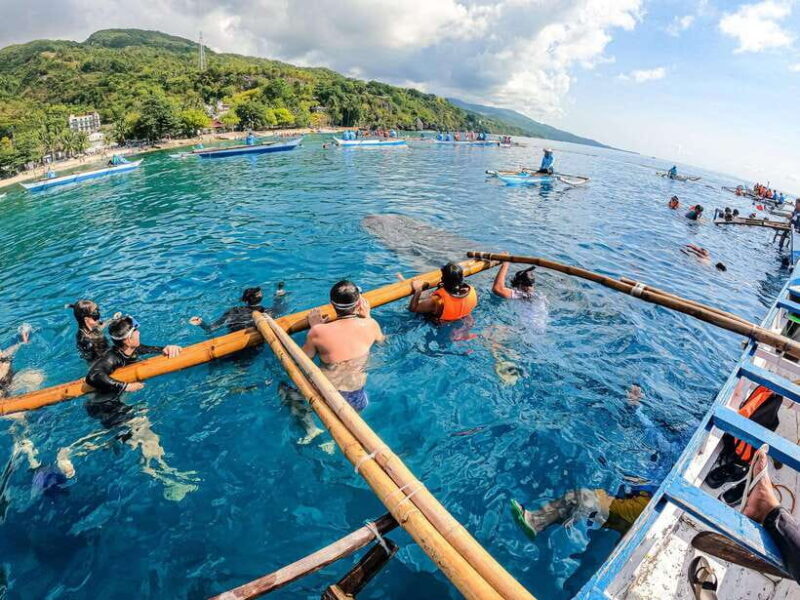 Cebu: Oslob Whale Sharks, Moalboal Sardine Run & Turtles - Good To Know