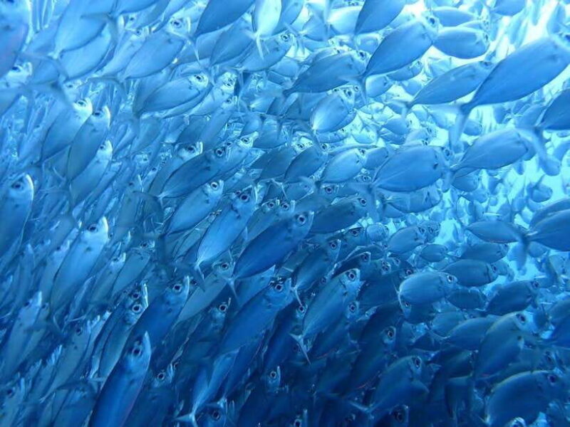 Cebu: Oslob Whale Sharks, Moalboal Sardine Run & Turtles - The Sum Up