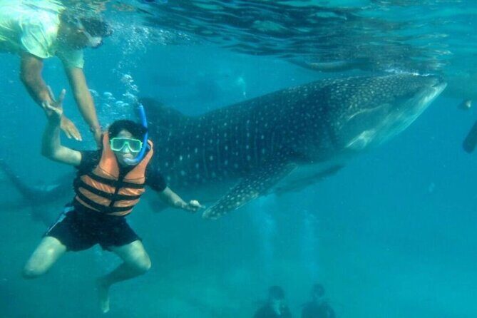 Cebu: Oslob Whale Sharks, Tumalog Falls and Sardines Snorkeling - The Itinerary in Detail: What to Expect from the Tour