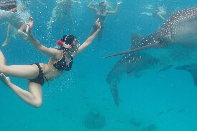 Cebu: Oslob Whale Sharks, Tumalog Falls and Sardines Snorkeling - Authentic Experiences: What Reviewers Are Saying