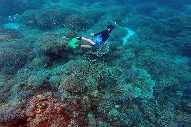 Cebu: Oslob Whale Sharks, Tumalog Falls and Sardines Snorkeling - Who Is This Tour Best For?  
