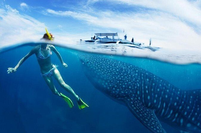 Cebu: Oslob Whale Sharks, Tumalog Falls and Sardines Snorkeling - FAQs