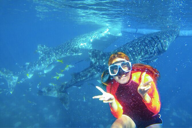 Cebu: Oslob Whale Sharks, Tumalog Falls and Sardines Snorkeling - What Could Be Improved?  