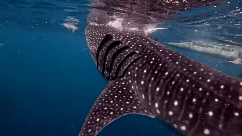Cebu: Oslob Whaleshark & Canyoneering Group Tour with Lunch - Who Will Love This Tour?