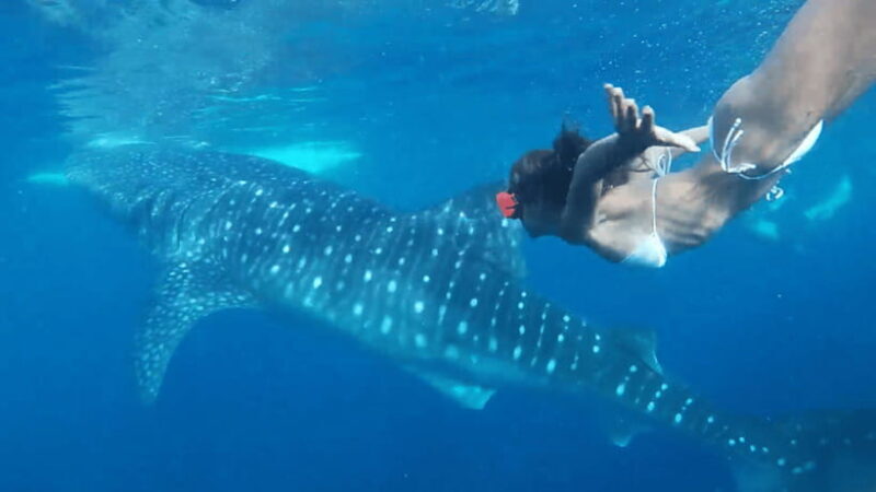Cebu: Oslob Whaleshark & Canyoneering Group Tour with Lunch - Good To Know
