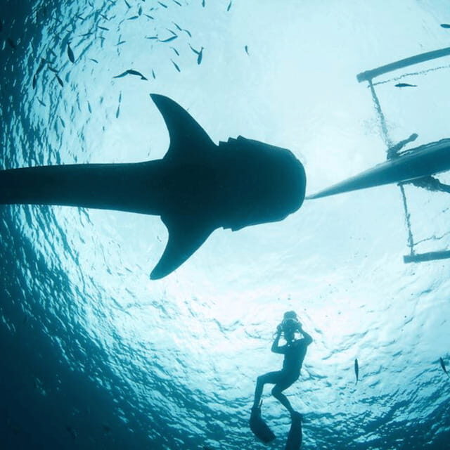 Cebu: Oslob Whaleshark Experience Shared Tour - Good To Know