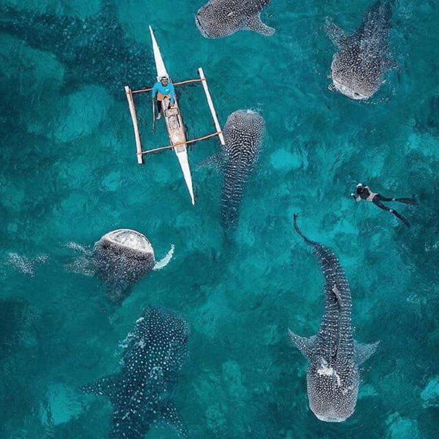 Cebu: Oslob Whaleshark Experience Shared Tour - A Detailed Look at the Tour Experience