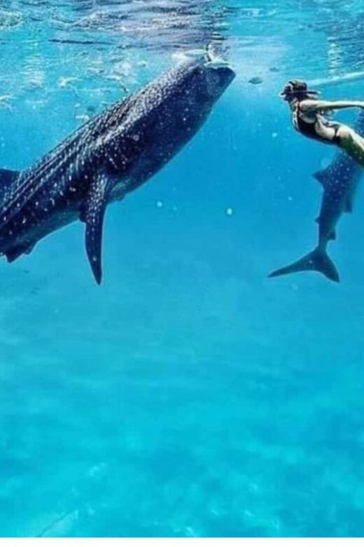 Cebu: Oslob Whaleshark Experience Shared Tour - Who Will Love This Tour