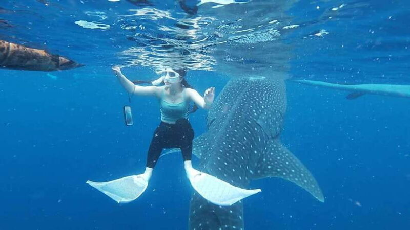 Cebu; Oslob Whaleshark Watching Day Tour - Practical Tips for Making the Most of Your Tour