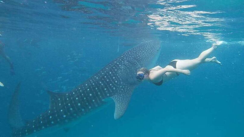 Cebu; Oslob Whaleshark Watching Day Tour - Who Should Consider This Tour?