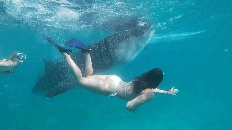 Cebu; Oslob Whaleshark Watching Day Tour - Post-Water Activities and Return Journey