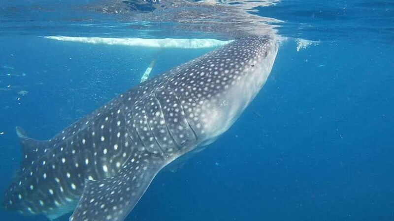 Cebu; Oslob Whaleshark Watching Day Tour - The Experience From the Reviews