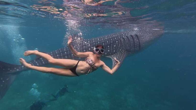 Cebu Oslob WhaleShark,Inambakan Falls& Moalboal Sardines Run - Authentic Traveler Insights