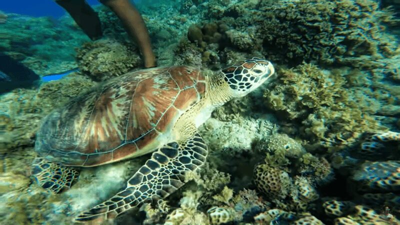 Cebu: Osmeña Peak Hike and Moalboal Snorkeling Escape - Who Will Love This Tour?