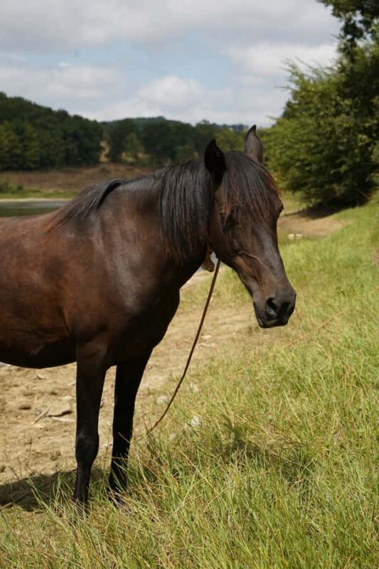 Cebu, Philippines: Mountain Heritage Horseback Ride - FAQ