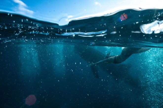 Cebu: Private Sumilon Island & Optional Whale Shark Swim - Exploring Sumilon Island