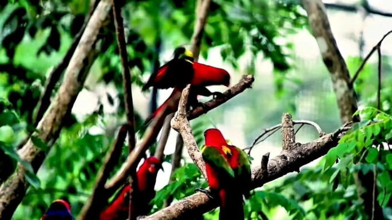 Cebu Safari & Adventure Park: Wildlife Tour with Transfers - Good To Know