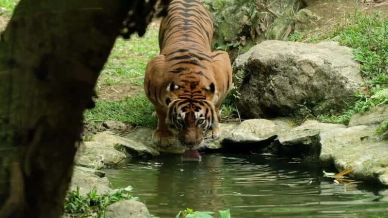 Cebu Safari & Adventure Park: Wildlife Tour with Transfers - In-Depth Review