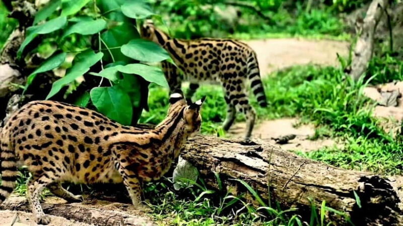 Cebu Safari & Adventure Park: Wildlife Tour with Transfers - Potential Drawbacks and Considerations