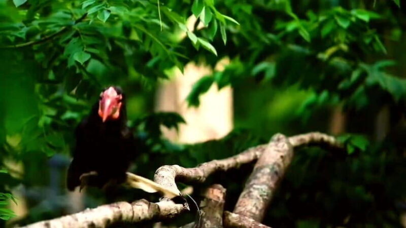 Cebu Safari & Adventure Park: Wildlife Tour with Transfers - Who Is This Tour Best Suited For?